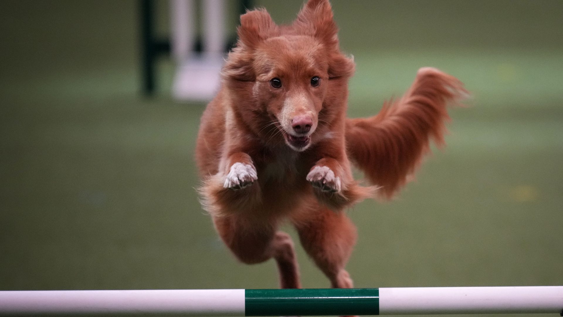 Crufts 2024 updates — LIVE results roll in as weekend schedule revealed